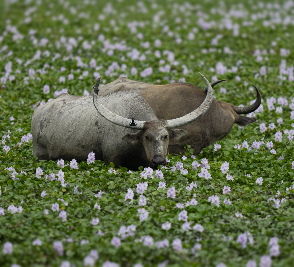 Indian Gaur | Kaziranga's Wildlife